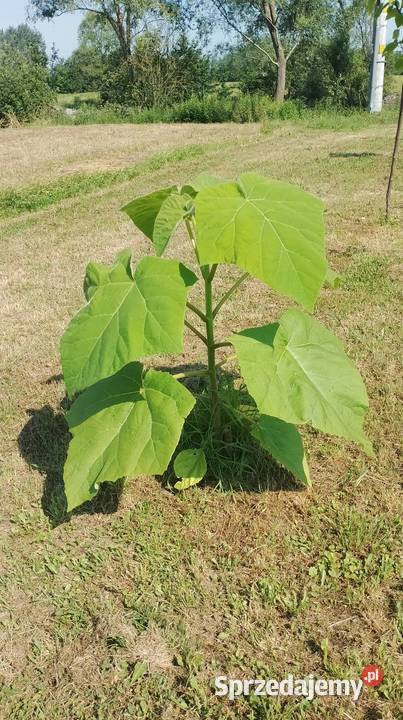 Paulownia 30 sztuka