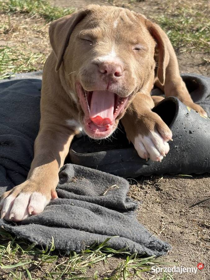 American bully abkc szczeniak wielkopolskie Czerlejno sprzedam