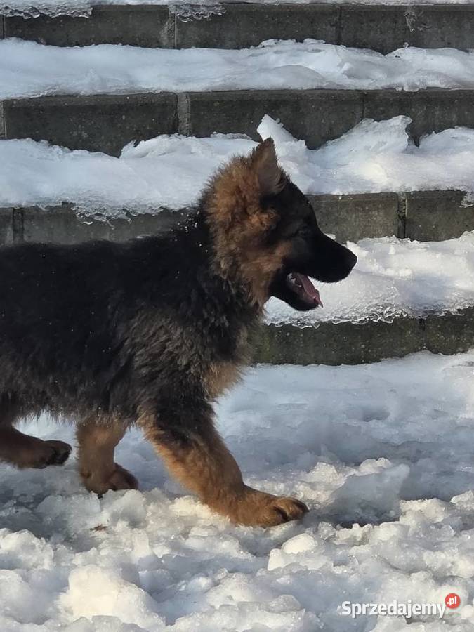 Owczarek niemiecki długowłosy szczeniak Owczarek kujawsko-pomorskie Grudziądz sprzedam