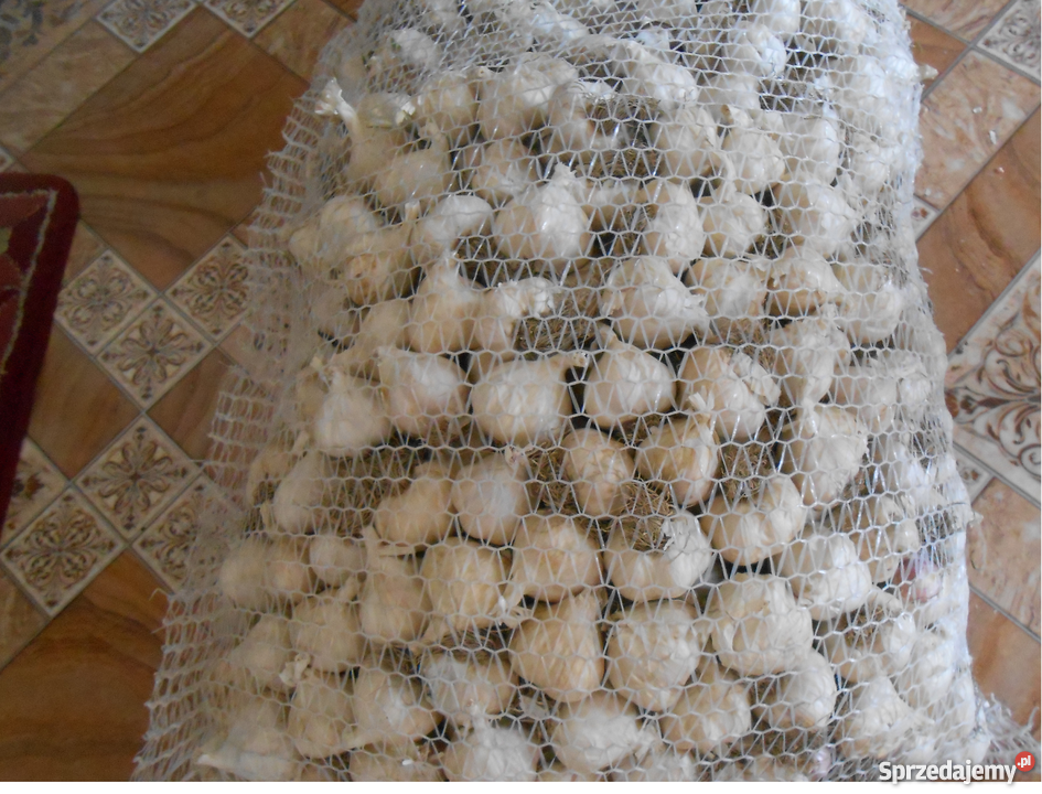 Czosnek wiosenny do sadzenia do jedzenia Skała sprzedam