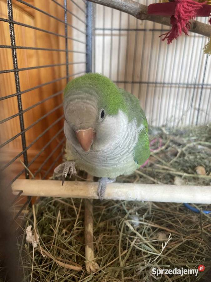 Papuga mnich nizinny Wrocław