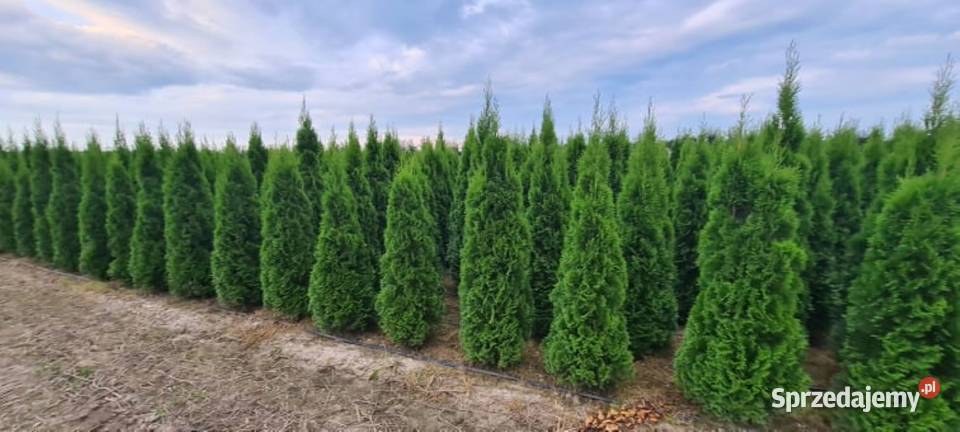 Tuja SzmaragdThuja Smaragd 220 i WYŻSZE SUPER Iglaste