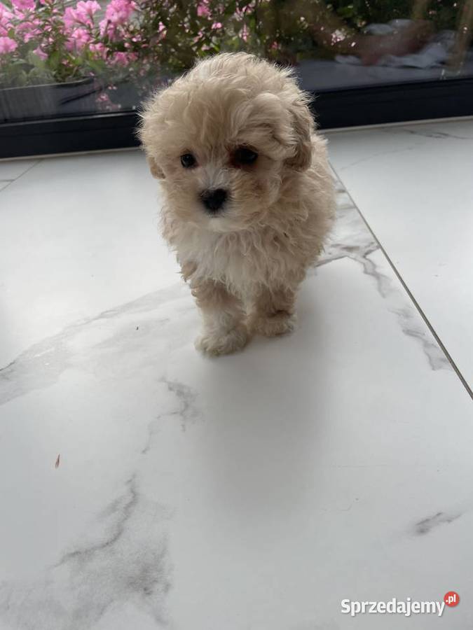 Maltipoo piesek i suczka Częstochowa