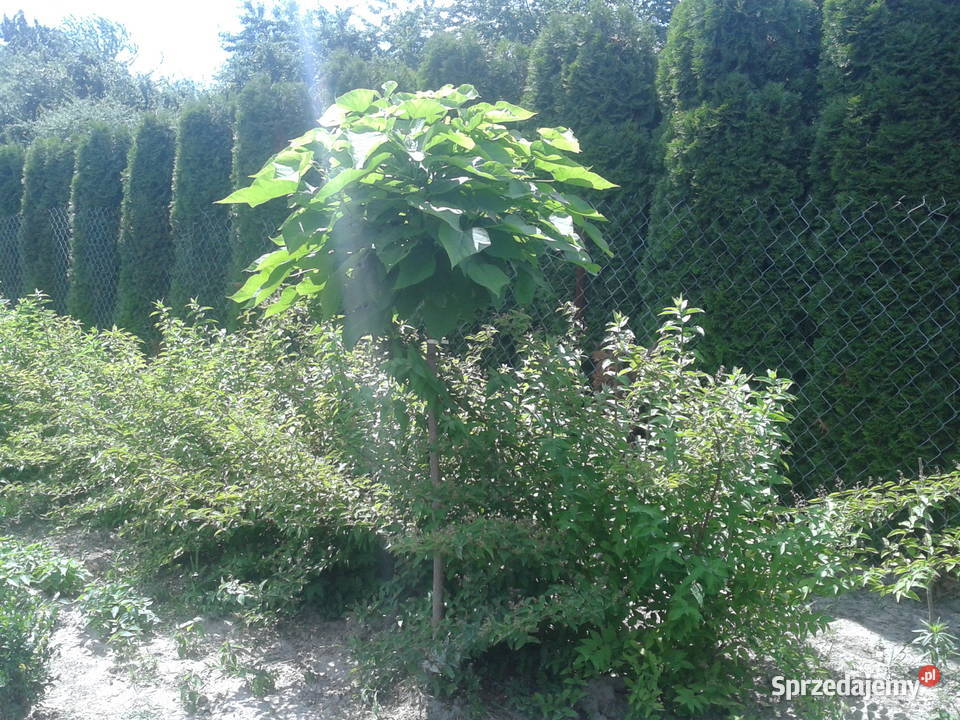 surmia katalpa NANA szczepiona catalpa Puławy sprzedam