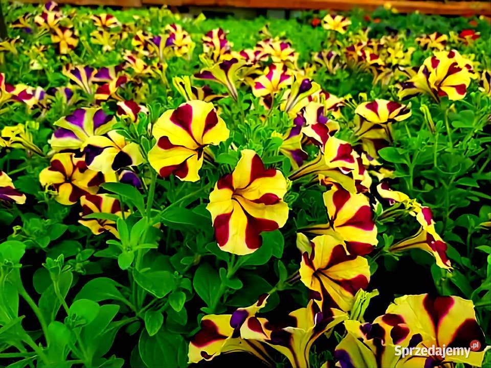 Kwiaty Sadzonki Warzyw