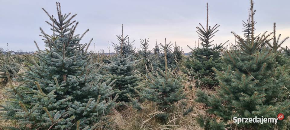 Choinki Świerk srebrny do wykopania wycięcia opolskie Jełowa