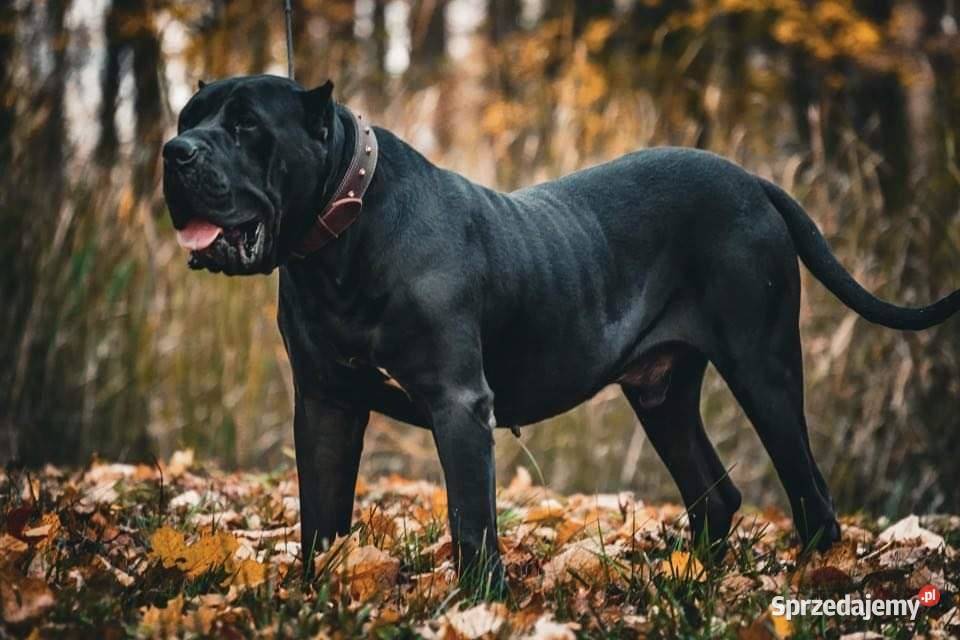 Presa Canario Dog Kanaryjski Płock