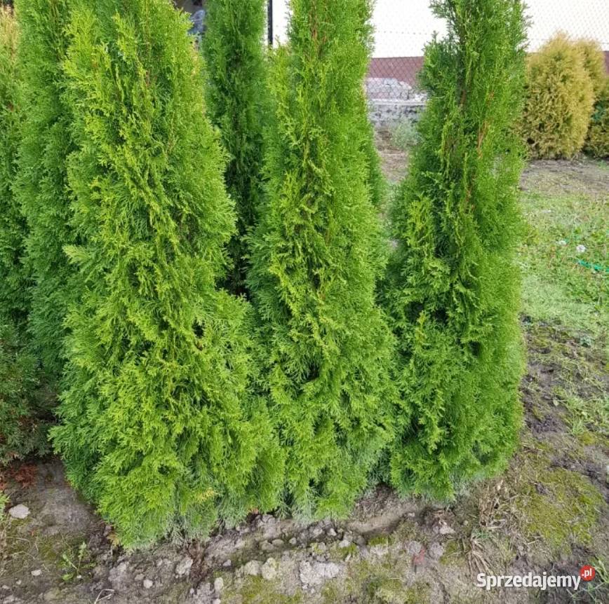 PROMOCJA Szmaragd Tuje Thuje Tuja Krzewy Thuja Kraków