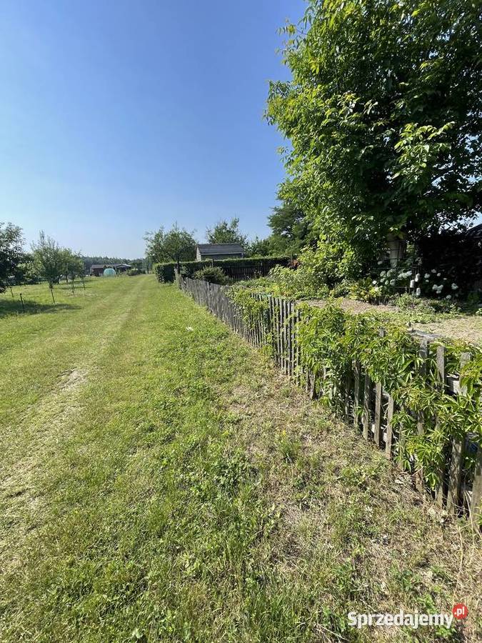 Usługi ogrodnicze wertykulacja aeracja trawnika prace ogrodowe