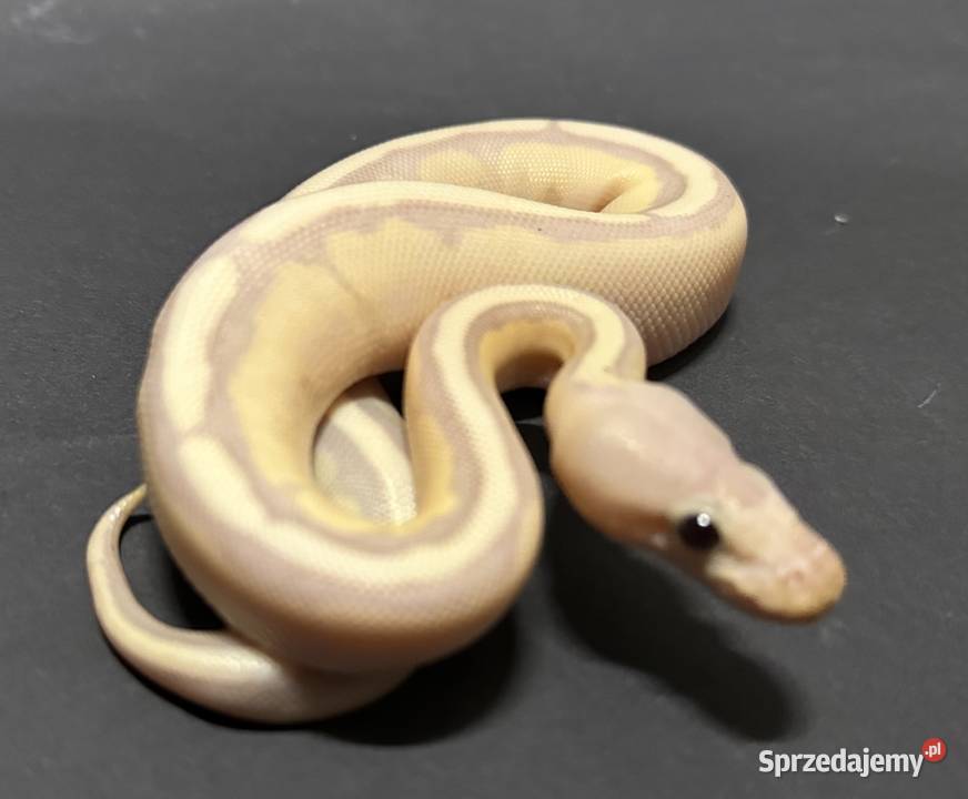 Banana Enchi Genetic Stripe Gady i płazy Bydgoszcz