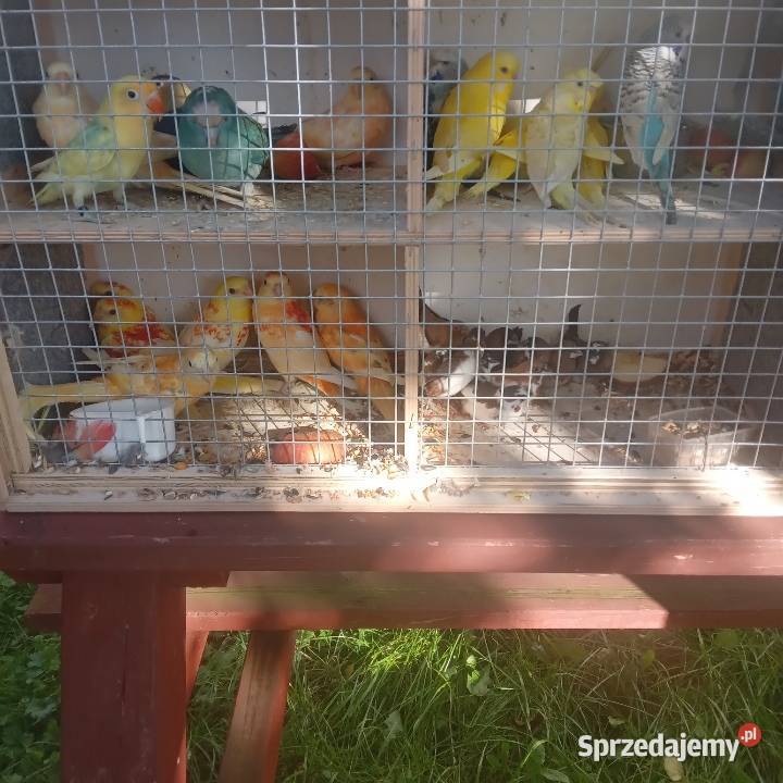 Papugi kanarki zeberki Nowe Polaszki