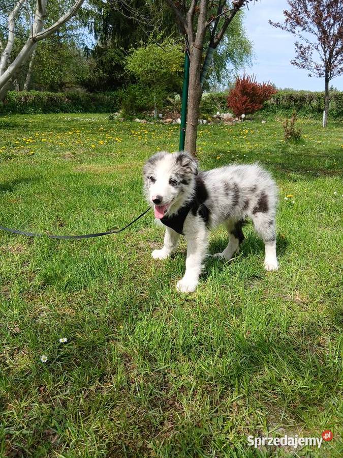 Border collie blue merle Toruń