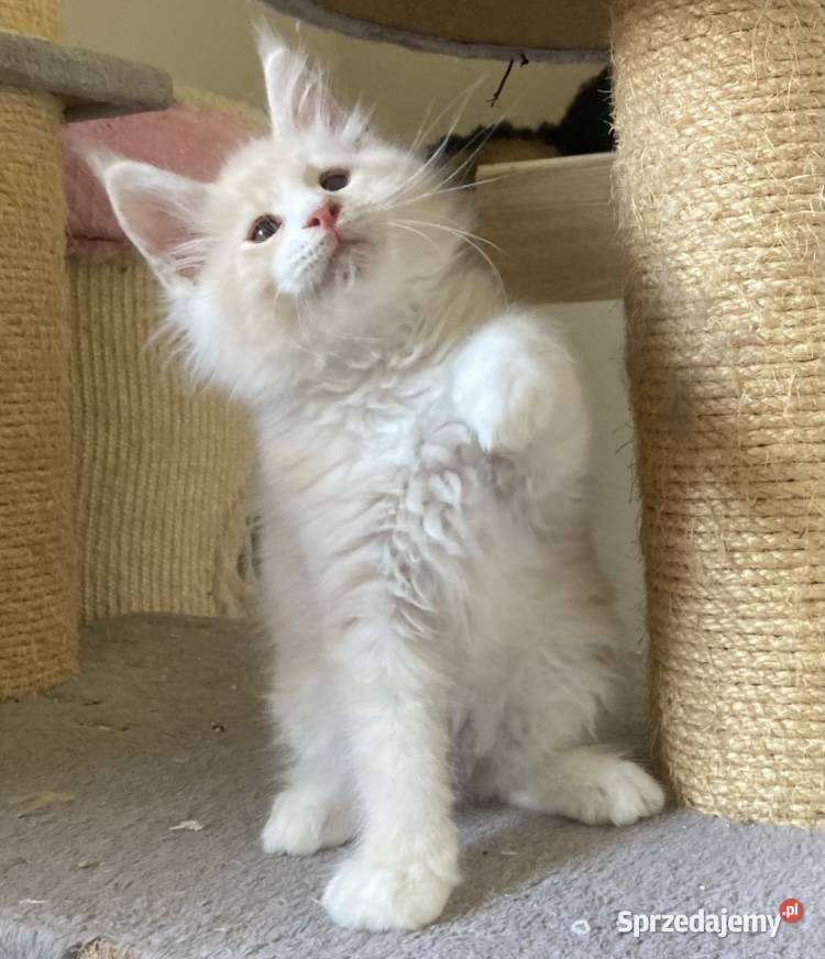 Maine Coon piękne kocury Dymny i rudo biały Wińsko
