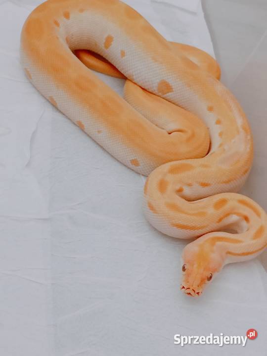 Samiczka z 19012025 sprzedam