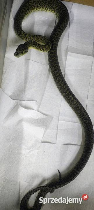 Morelia spilota granit dorosły samiec Gady i płazy Zwierzęta Karłowice