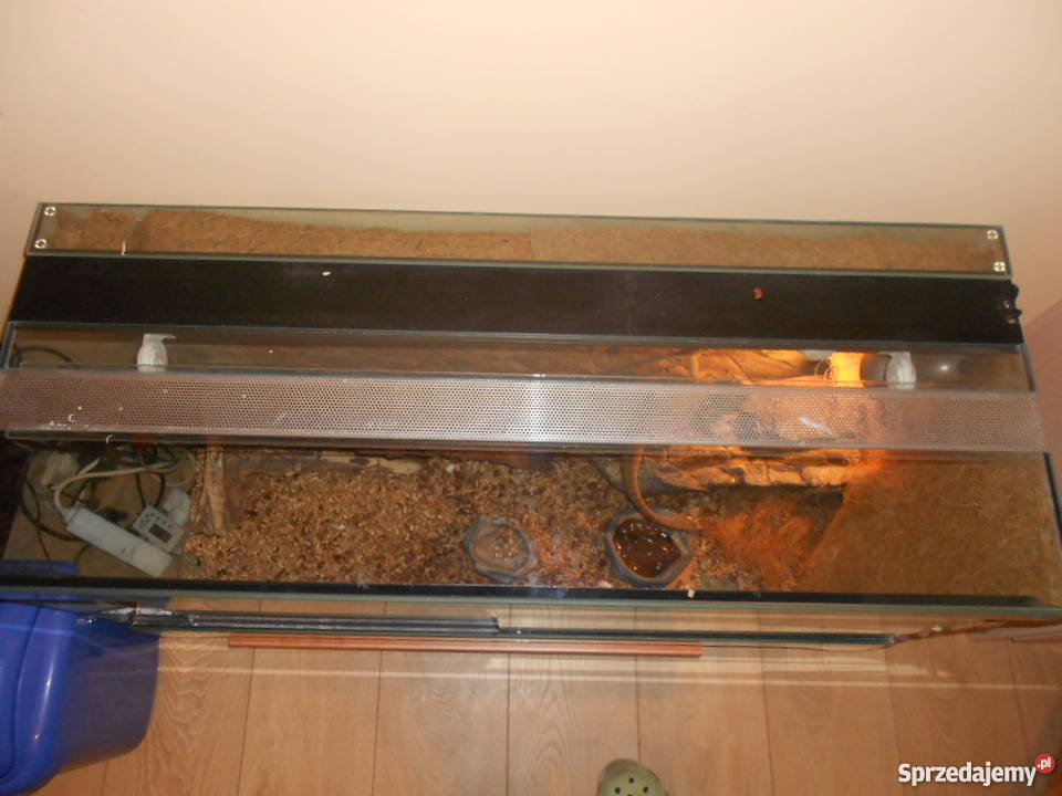 Terrarium agama brodata Red Tiger Świebodzice sprzedam