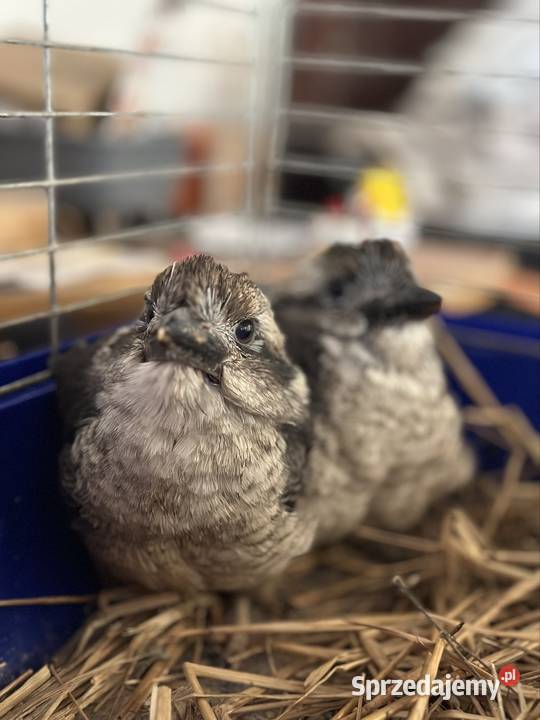 Kukabura chichotliwa ręcznie odkarmiony oswojony