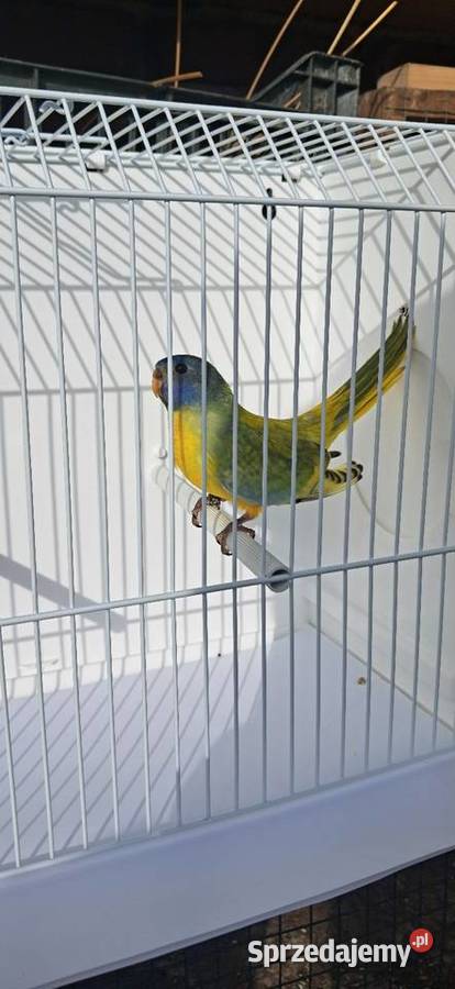 Łąkówka wspaniała samiec Proszowice