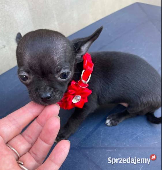 Chihuahua mini prześliczna czarna suczka Częstochowa