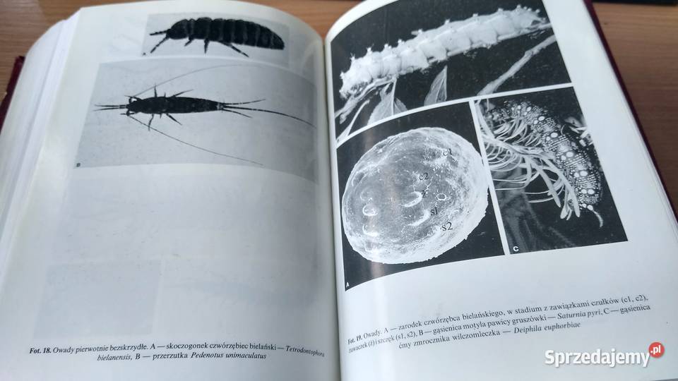 Bezkręgowce podstawy morfologii funkcjonalnej Gdańsk