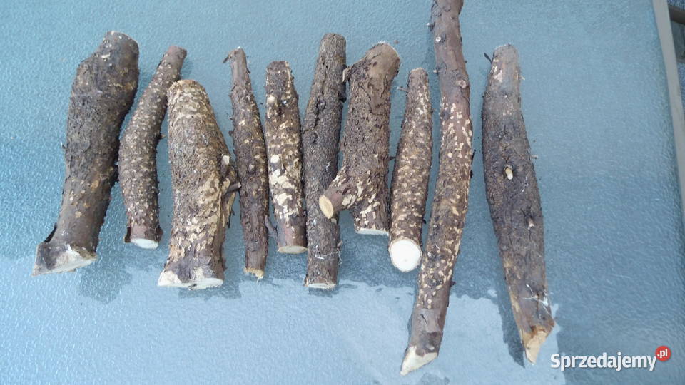 Noże Bagnety Oprawa Czeczota Kap Radzewice