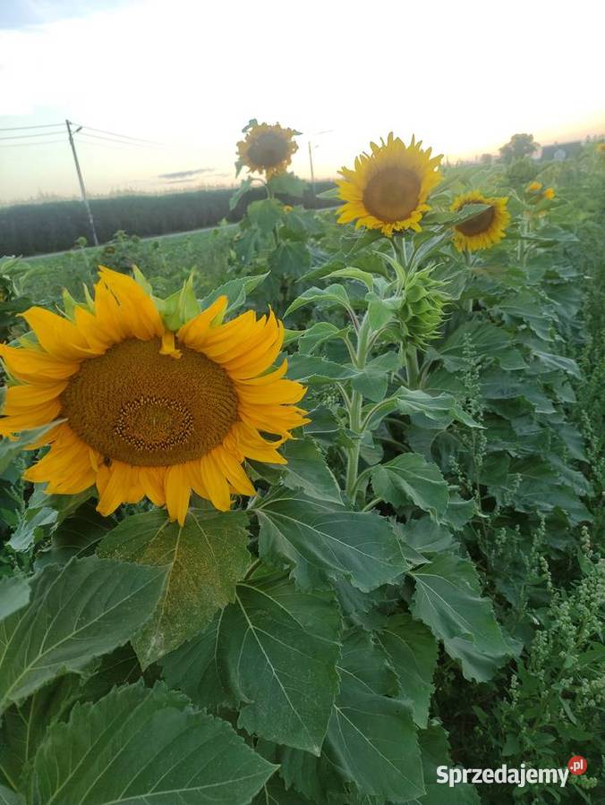 Słonecznik ozdobny mazowieckie Głudna