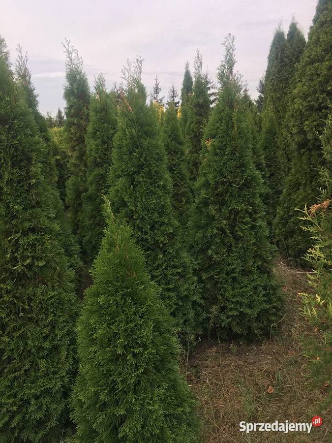 OkazjaSzmaragdy różnej wysokości 150180 200 Sompolno