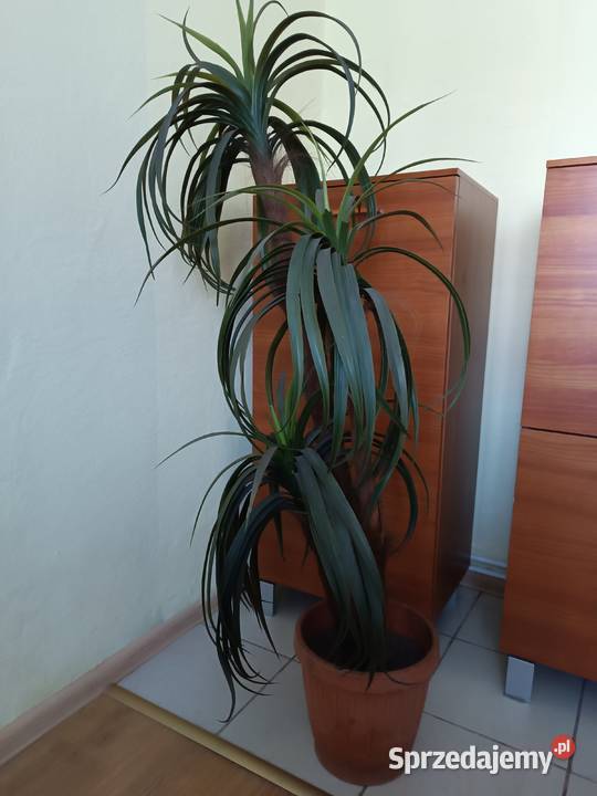 Palma sztuczna Łąki Kozielskie