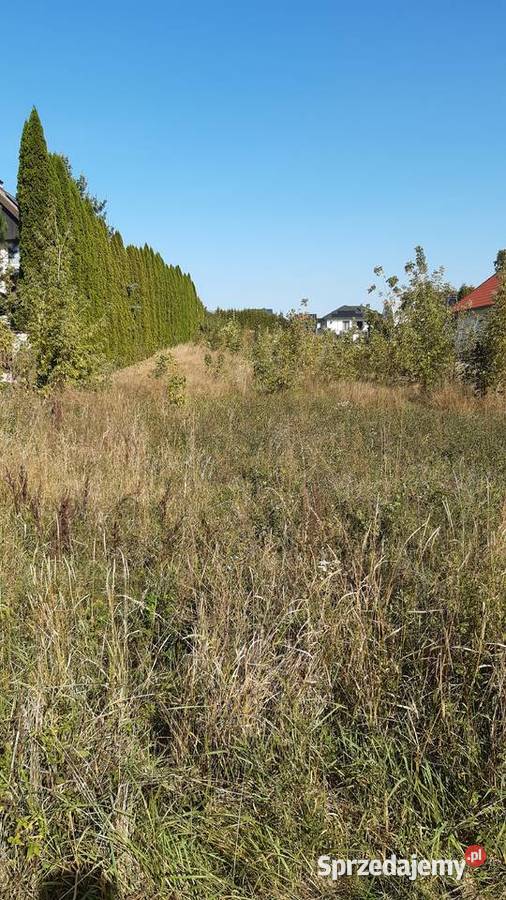 Tuje drzewa krzewy Kraśnik