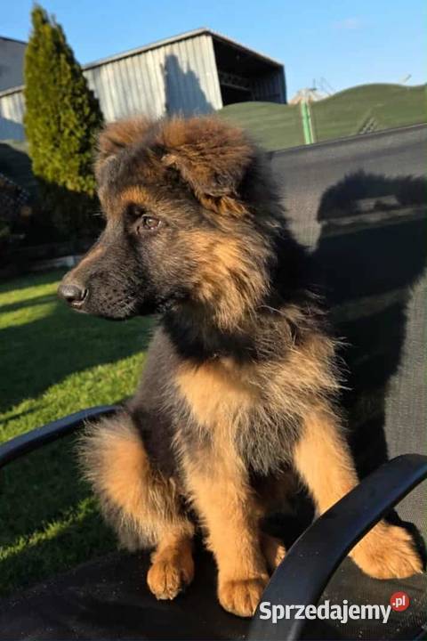 Owczarek niemiecki długowłosy Osieczna