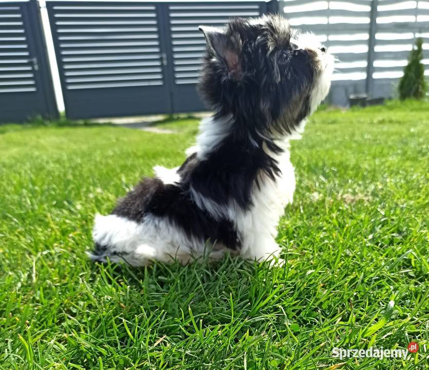 York Biewer Piękny malutki królewicz Rodowodowy Wrocław