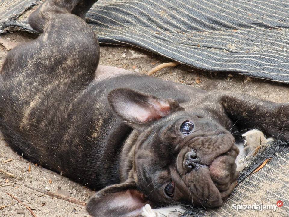 Buldogi francuskie Kamieńsk