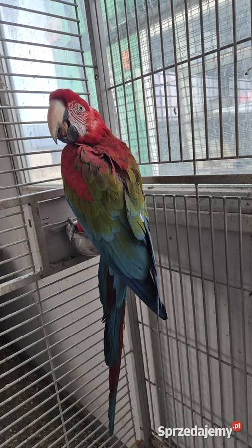 Ara Chloroptera 10 z 2016 śląskie