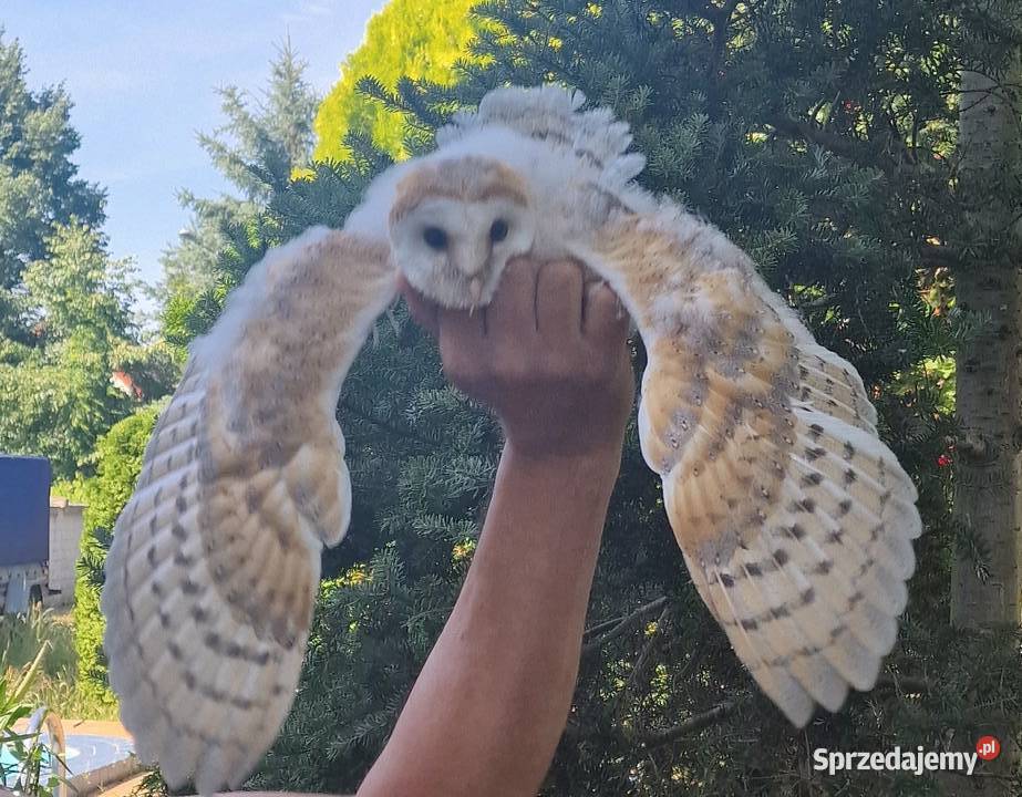 Sowa sowy płomykówki Tyto alba młode Wrocław