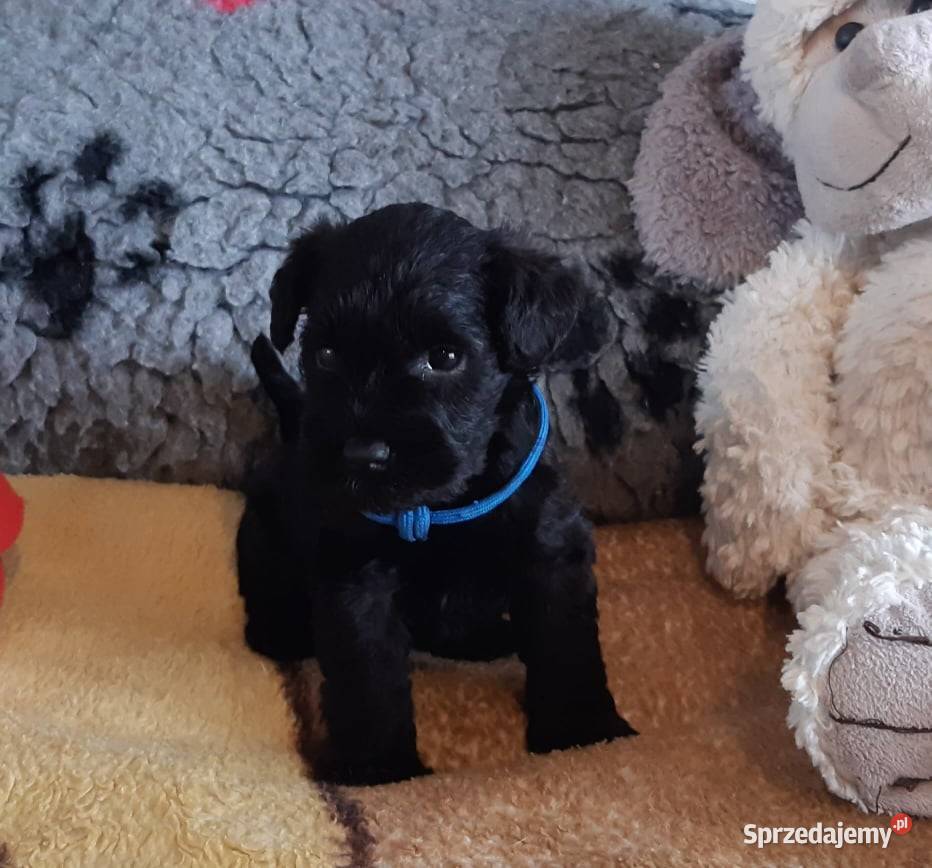 SZNAUCERY MINIATUROWE czarne maluszki z metryką Słomniki