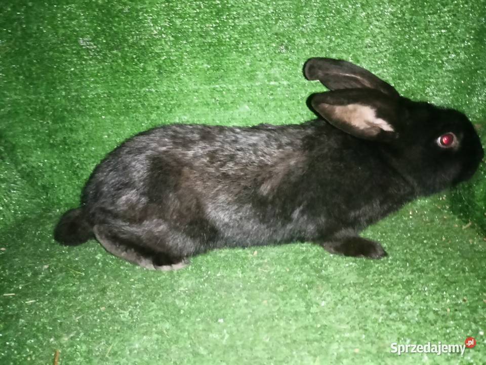 Sprzedam samce Więcbork