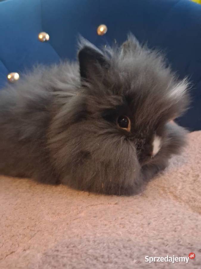 Królik miniaturka karzełek teddy Gryzonie Sławków sprzedam