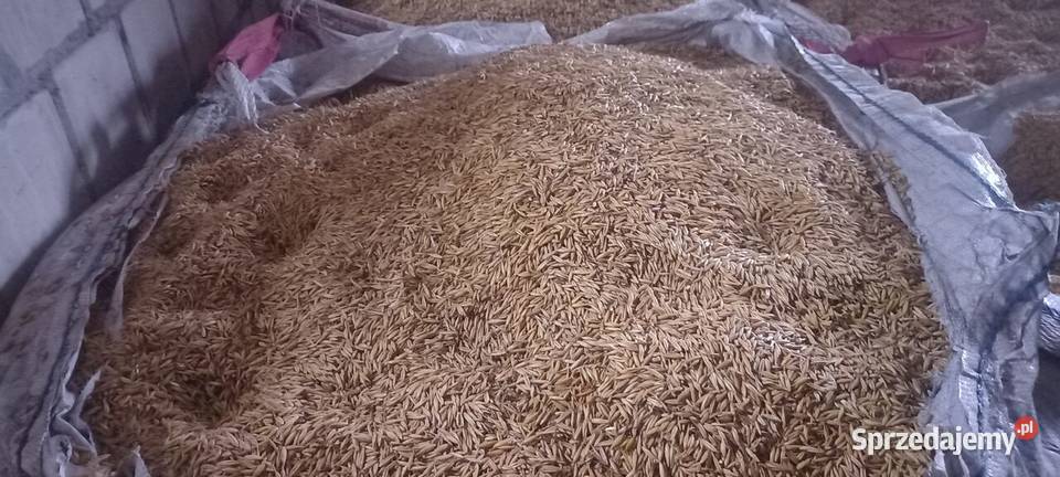 Owies jary nawigator sprzedam