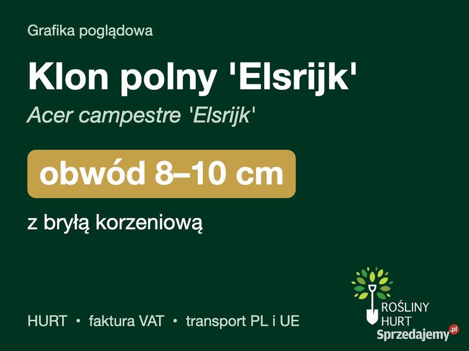 Klon polny Elsrijk Acer campestre obwód 810 z wielkopolskie