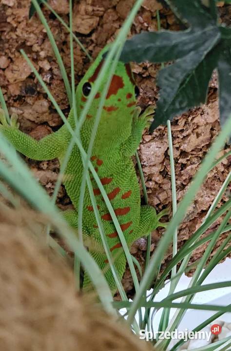 Jaszczurka felsuma madagaskarska Stanisławice