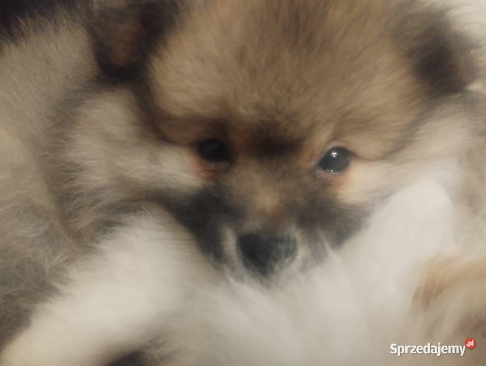 Sprzedam szpica miniaturowego