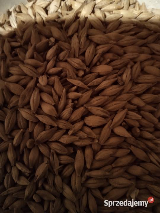 Sprzedam jęczmień jary Starachowice