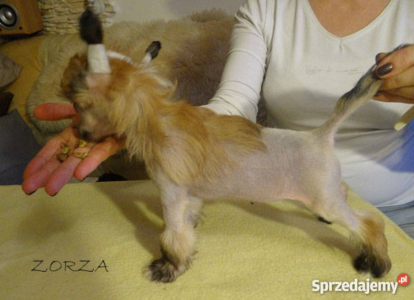 Szczeniaczki Grzywacz chiński PP i HL rodowód