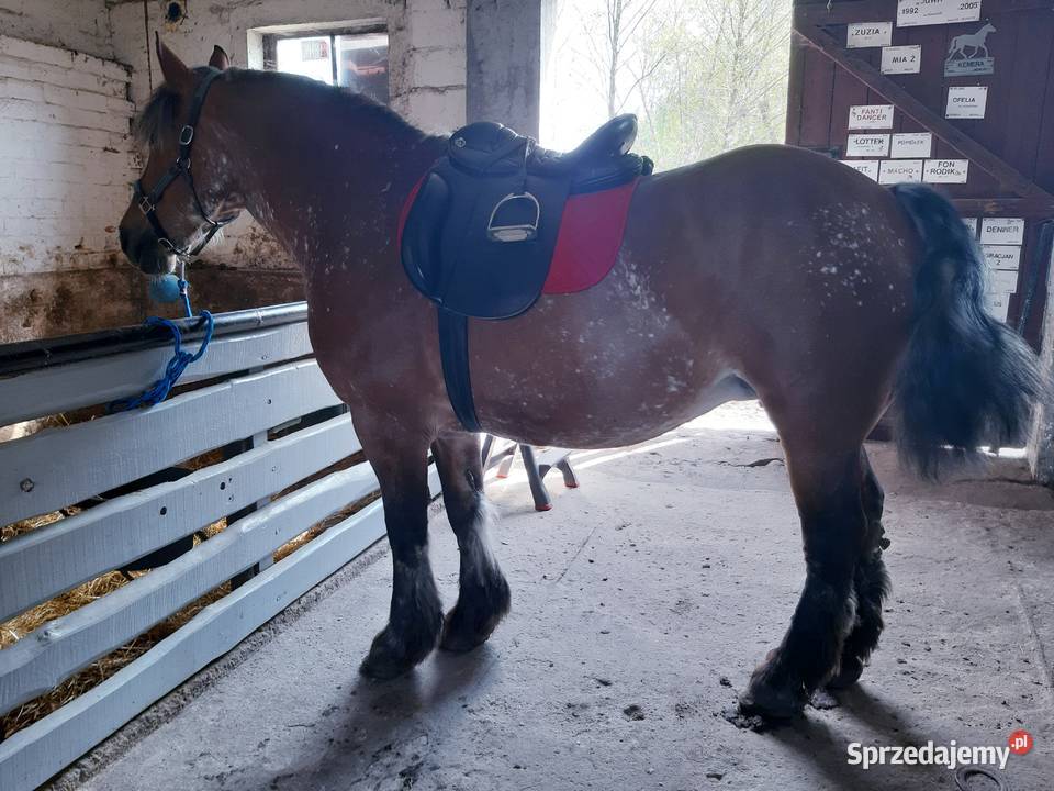 Sprzedam klacz sztumska Konie mazowieckie Borkowo