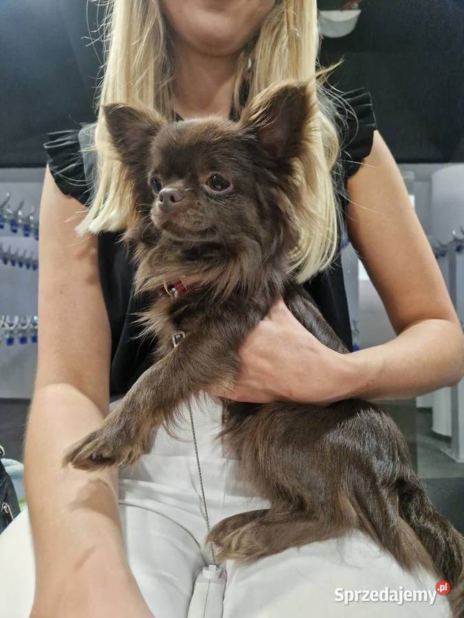 Piekny reproduktor Chihuahua długowłosy Piła