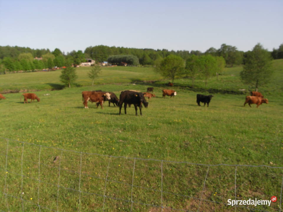 Krowy stado mięsne mieszańce Bydło mięsne Dźwierzuty sprzedam
