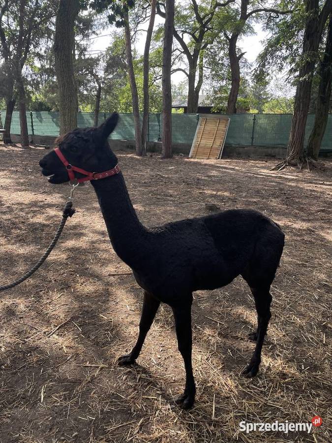 Stado 4 alpak samica i 3 samce alpaki suri Warszawa