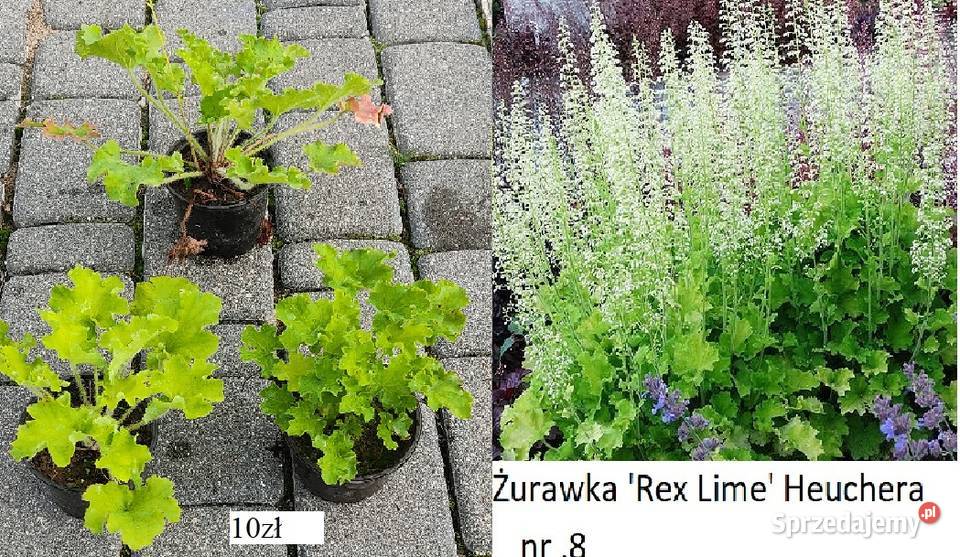 Żurawka Rex Lime Heuchera i inne opolskie