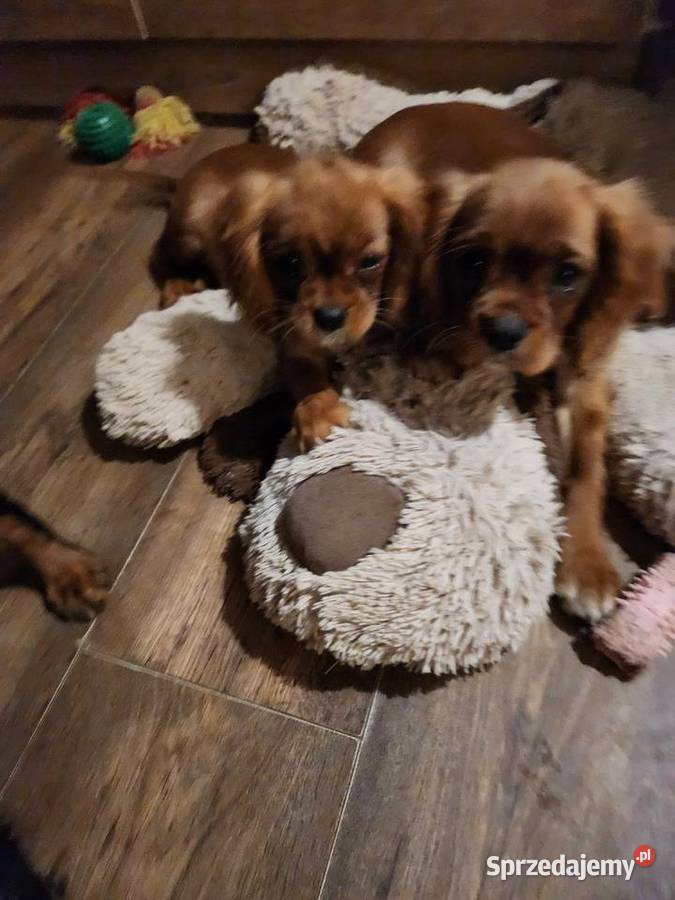 Cavalier king charls spaniel sprzedam