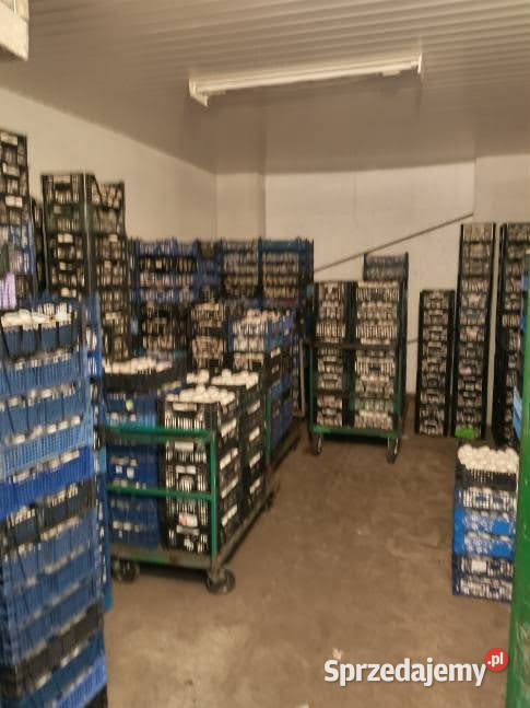 Sprzedam murowaną nieruchomość pieczarkarnia Sprzedaż mazowieckie Stare Boryszewo